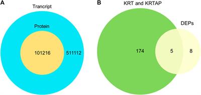 Identification of the key proteins associated with different hair types in sheep and goats